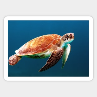 Sea turtle Sticker